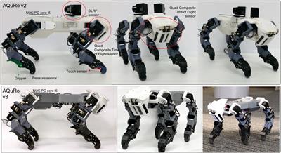 AQuRo: A Cat-like Adaptive Quadruped Robot With Novel Bio-Inspired Capabilities